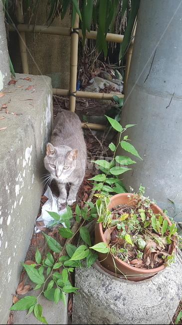 plant,식물,pottery,도기류,pottedplant,화분,vase,병장식,jar,고양이,cat