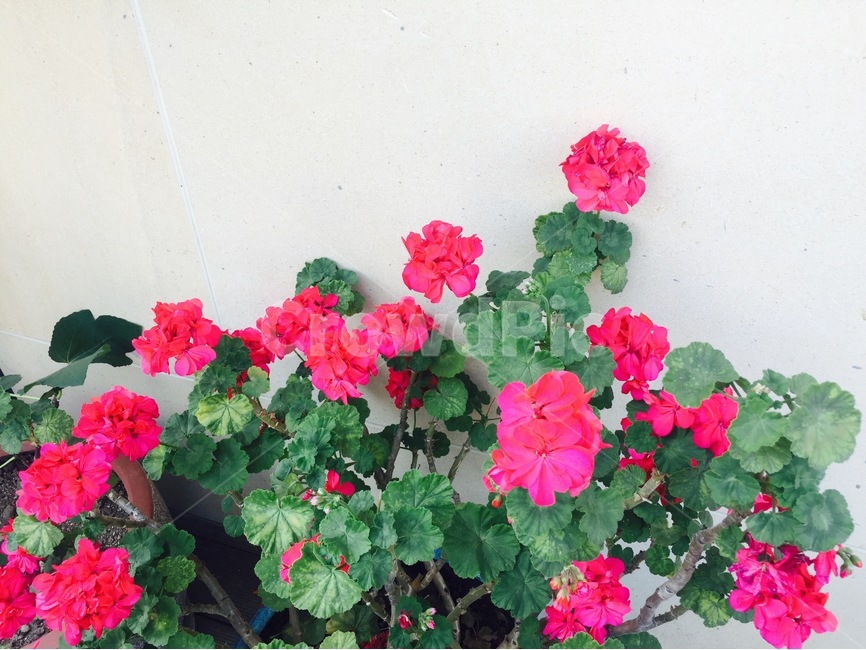 봄,꽃,쾌청,spring,flower,식물,자연,plants,nature,꽃,flower