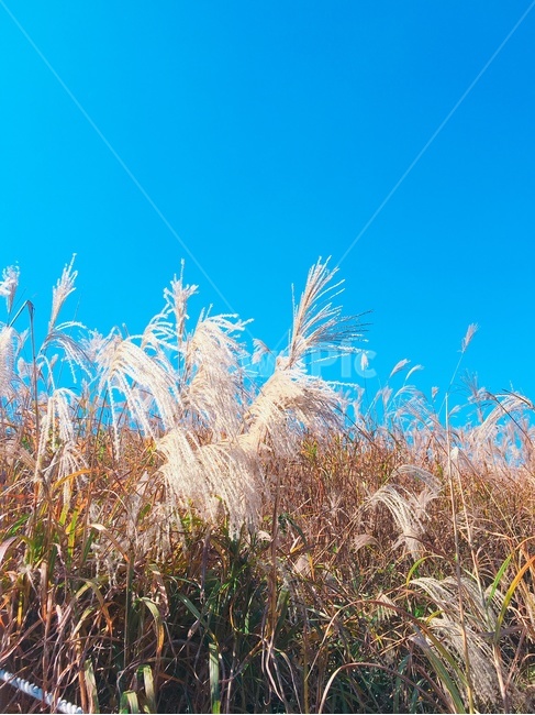 갈대,reed,lawn,억새밭,풍경,하늘,가을,fall,sky,scenery