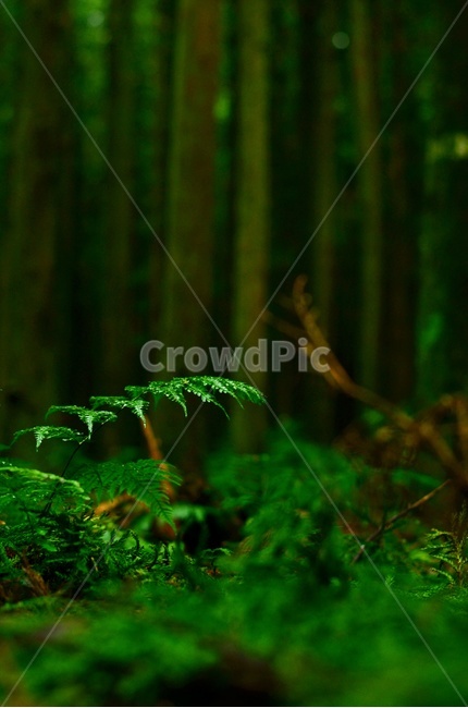 나무,자연,삼나무숲,숲,초록색,green,식물,자연,plants,nature,휴식,힐링,rest,relaxation,healing