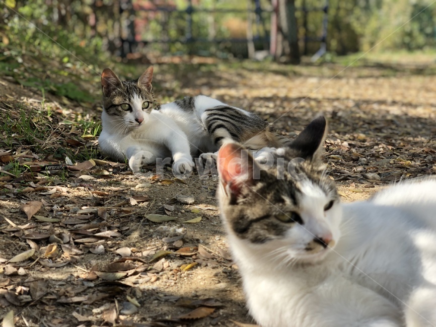 고양이,cat,길고양이,동물,animal,pet,코리안쇼콧