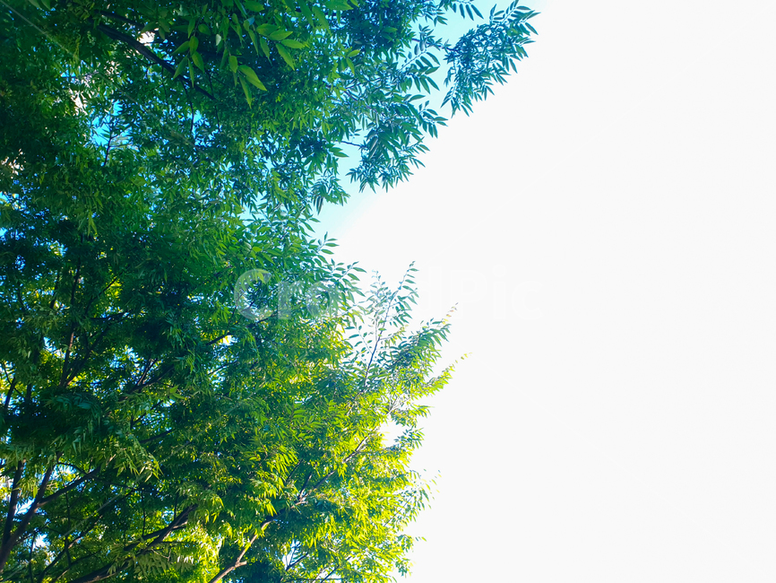 식물,나무,자연,plant,tree,nature,식물,자연,plants,nature