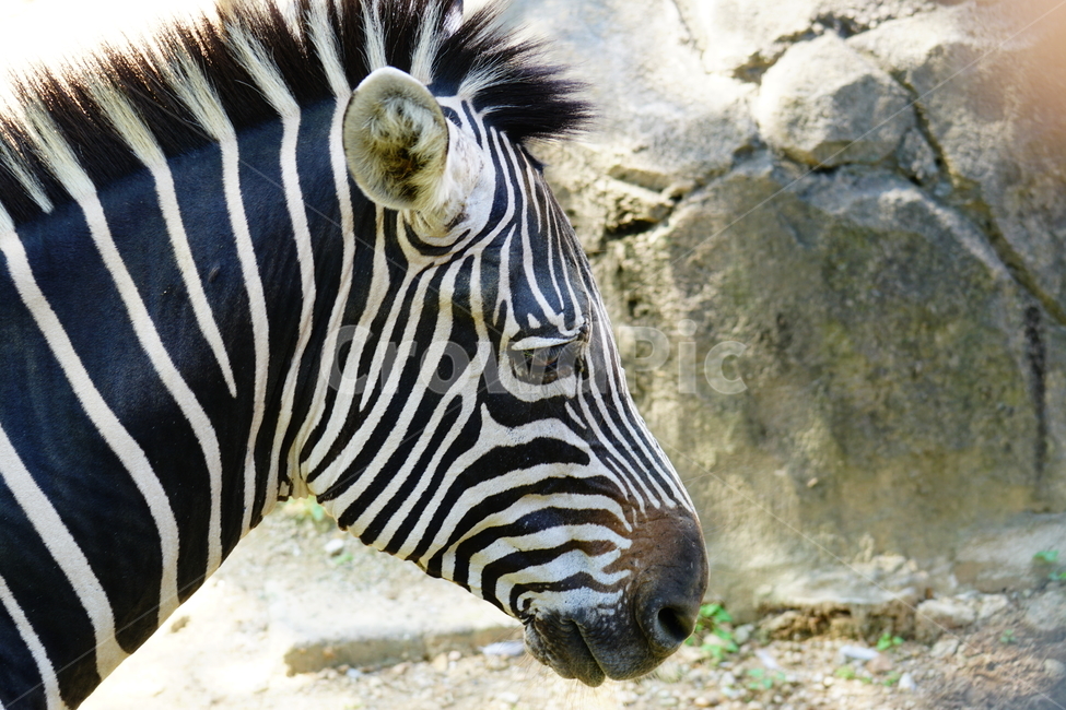 얼룩말,동물,포유류,animal,zebra,동물원,동물,animal,포유류,mammal