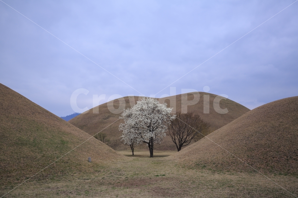 목련,봄,경주,대릉원,왕릉,나무,자연,풍경,nature,landscape,랜드마크,landmark,tourist attraction,한국전통,한국문화,korean traditional,korean culture,grassland,목초지,outdoors,옥외,field,들,mound,투수판