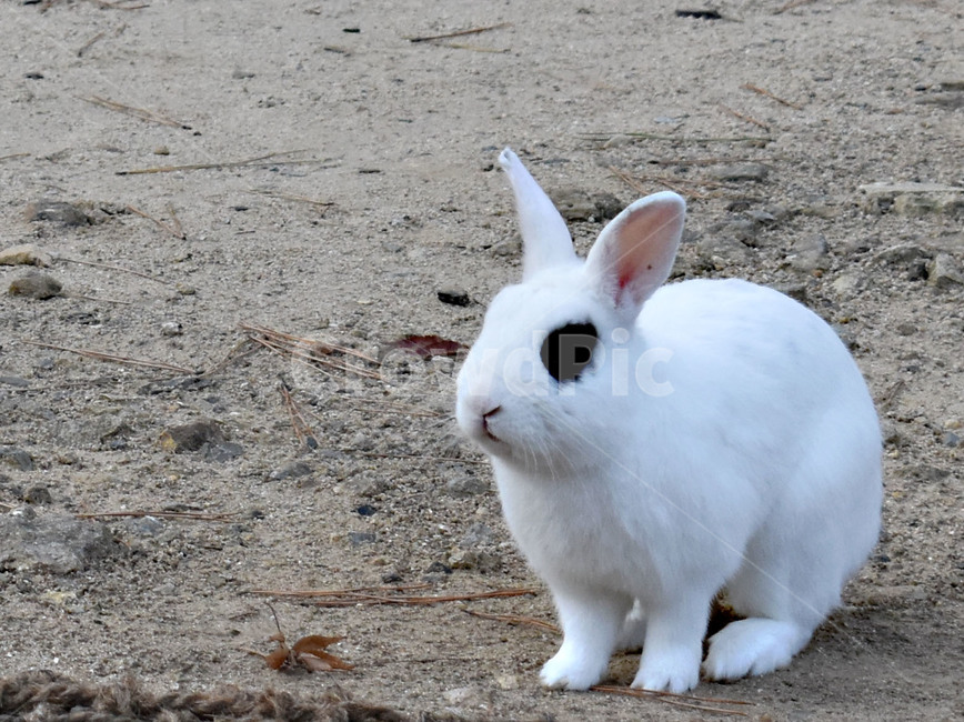 토끼,동물,귀여움,야생동물,산,rabit,산토끼,동물,animal