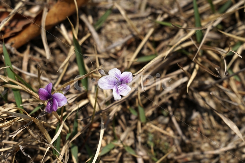 한국자연,꽃,꽃사진,플라워,flower,봄,봄꽃,spring,식물,plants,자연,nature,풍경,landscape,계절,season,snap,스냅,접사,macro,closeup,클로즈업,감성사진,감성,힐링,healing,느낌,feel,feeling,꽃밭,화단,나무,나뭇가지,tree,3월,March,제비꽃,식물,자연,plants,nature,꽃,flower