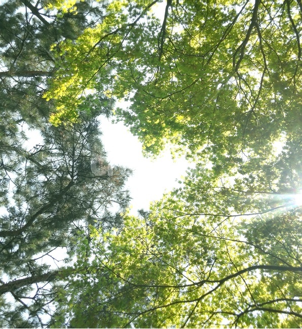 하트,나무,나뭇잎,숲,초록,tree,heart,감성,식물,자연,plants,nature