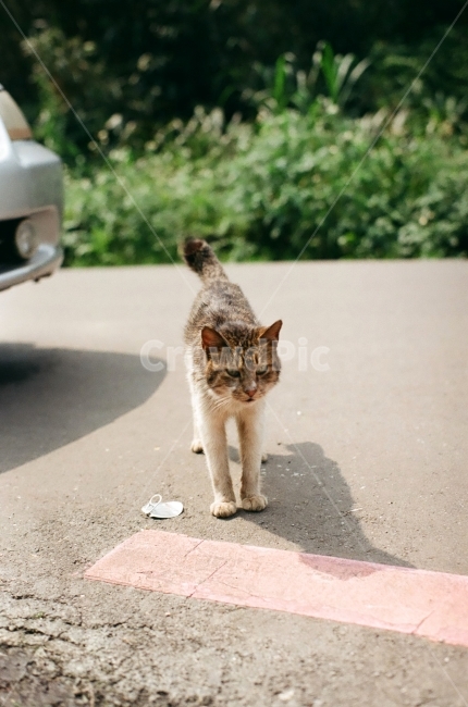 고양이,길고양이,기지개,아스팔트위,대만,고냥이,동물,animal,포유류,mammal,고양이,cat,kitten,kitty