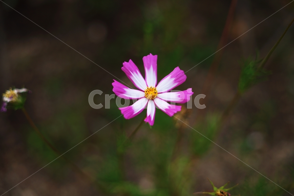 식물,꽃,blossom,flower,plant