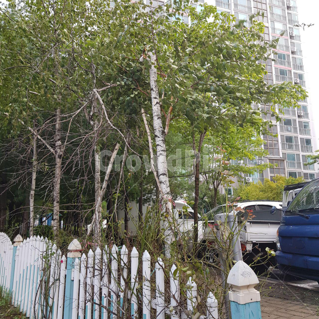 아파트입구,아파트가로수,나무꺾임,나무,가로수,나무,trees,wood