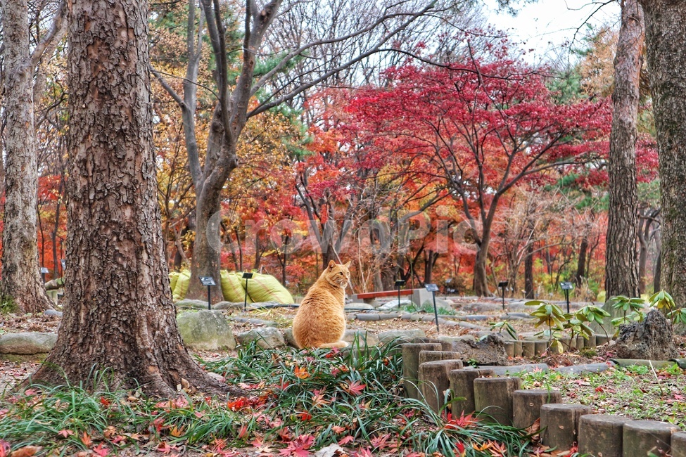 가을,고양이,단풍,길냥이,autumn,가을,계절,fall,autumn,season,tree,나무,plant,식물,leaf,잎