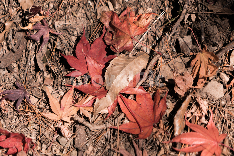 가을,단풍,낙엽,단풍잎,감성,풍경,자연,가을,계절,fall,autumn,season,plant,식물,leaf,잎,tree,나무
