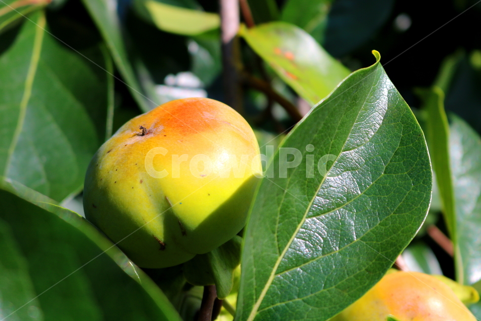 감,나무,감나무,식물,과일,열매,자연,식물,자연,plants,nature,과일,열매,fruit