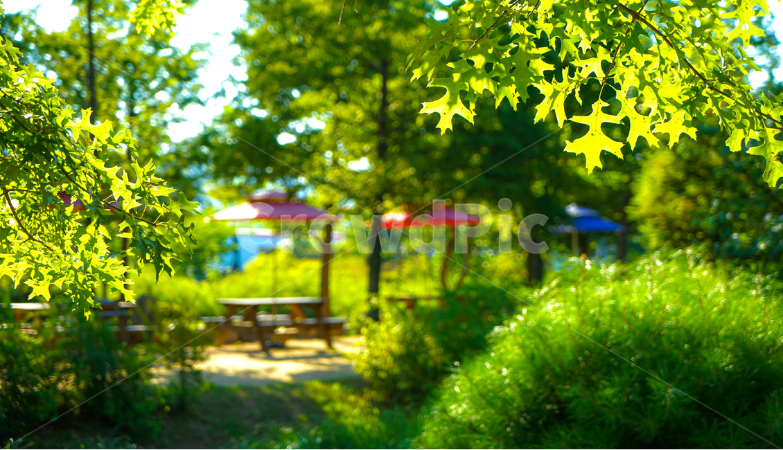 공원,숲,숲속,길,벤치,나무,자연,풍경,자연,풍경,nature,landscape,plant,식물,leaf,잎,bench