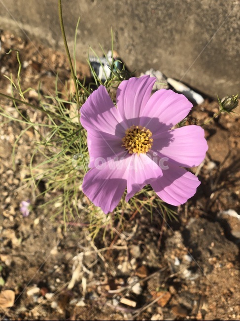 꽃,코스모스,식물,plant,pollen,cosmos,가을,바이올렛,자연,핑크,flower,fall,마당,들꽃,autumn,어버이날,꽃잎,정원,화사한,감성