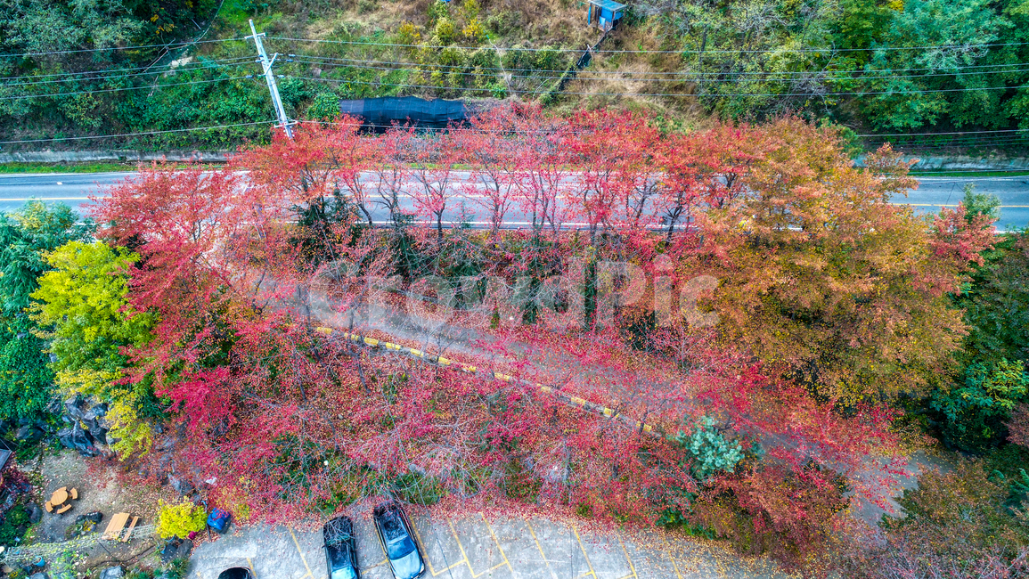 나무,단풍,자연,가을,풍경,가을,계절,fall,autumn,season