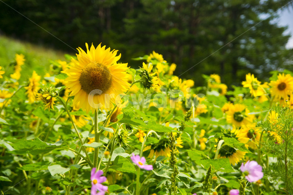 해바라기,꽃밭,태백,여름,꽃,flower,노란꽃,nature