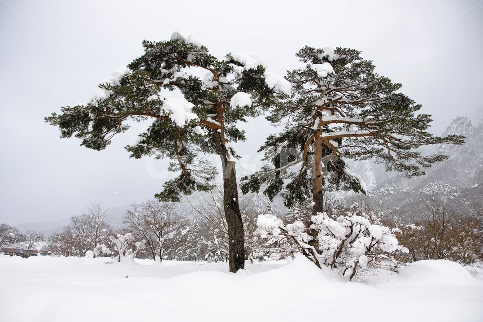 설악산,설경,풍경,소나무,부부송,겨울,계절,winter,season,자연,풍경,nature,landscape,tree,나무,plant,식물,outdoors,옥외