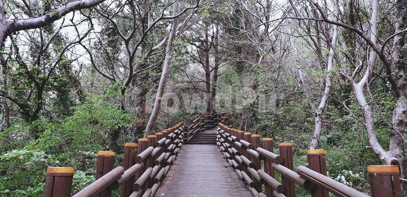 숲속,산책,산,숲공기,등산,등반,취미,등산로,산책로,중문색달해변,제주도,운동