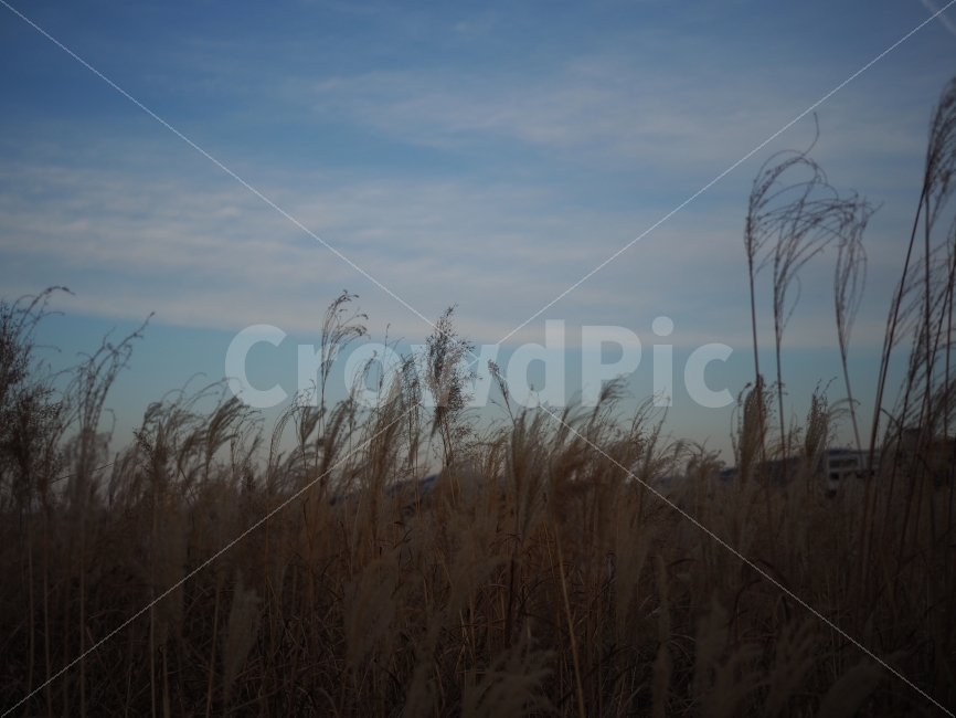가을,갈대,하늘,감성,가을사진,갈대사진,가을,계절,fall,autumn,season,자연,풍경,nature,landscape,plant,식물,grass,잔디,lawn,reed