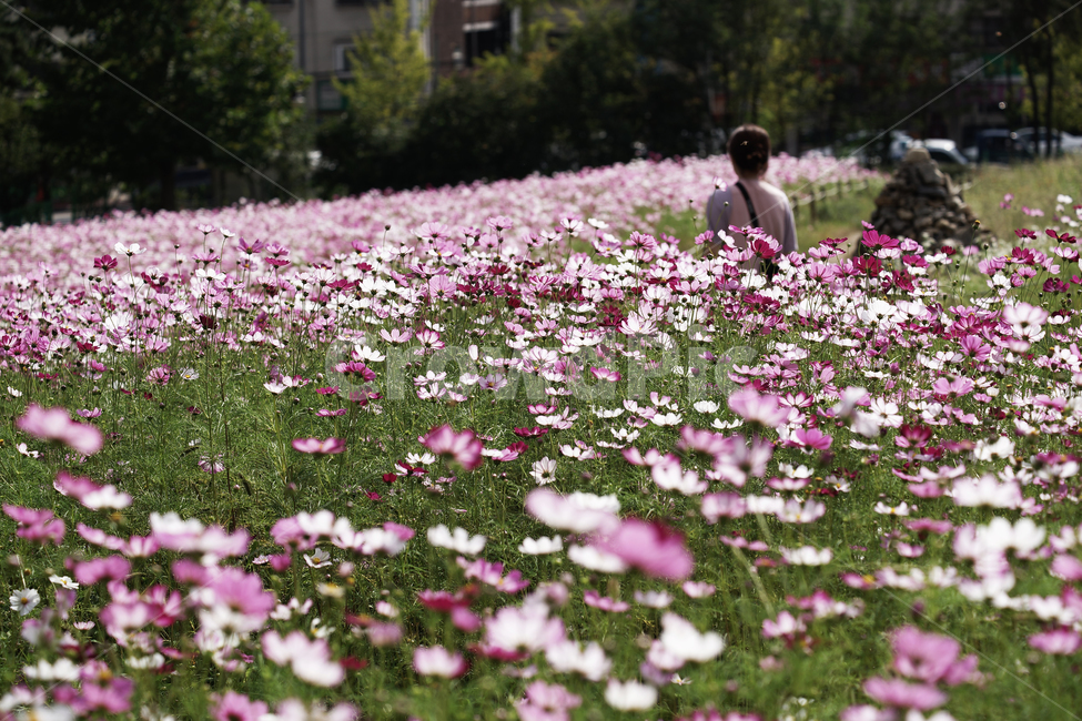 코스모스,꽃,식물,계절,가을,감성,가을,계절,fall,autumn,season,식물,자연,plants,nature,꽃,flower,blossom,petal,꽃잎,plant,geranium,제라늄