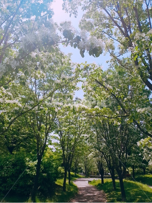 푸르른나무,봄,싱그러움,산책,공원