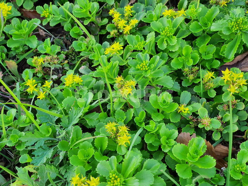 plant,식물,herbs,허브,들꽃,꽃,노란꽃,초록,녹색,숲,forest,공원,화단,야외,옥외,식물,자연,plants,nature