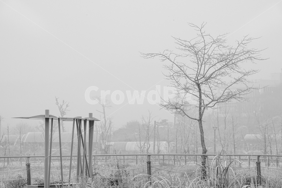 겨울,나무,감성,계절,공원,식물,겨울,계절,winter,season,식물,자연,plants,nature,나무,trees,wood,흑백,모노톤,monochrome,black and white