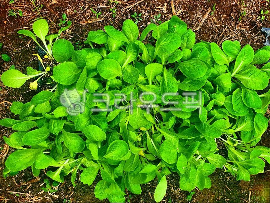 배추모종, leaf, 잎, vegetable, 채소, 사진,이미지,일러스트,캘리그라피 - susti1000작가