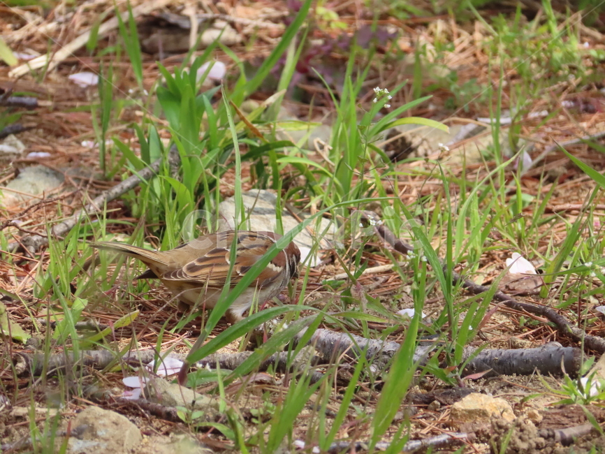 참새,동물,잡초,흙,봄,새,조류,갈색,식물,자연,한국조류,sparrow,animal,weed,dirt,nature,spring,bird,brown,plants,동물,animal,조류,새,birds