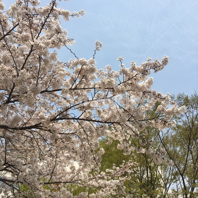 봄,벚꽃,꽃,나무,자연,봄,계절,spring,season,식물,자연,plants,nature,꽃,flower,plant,blossom