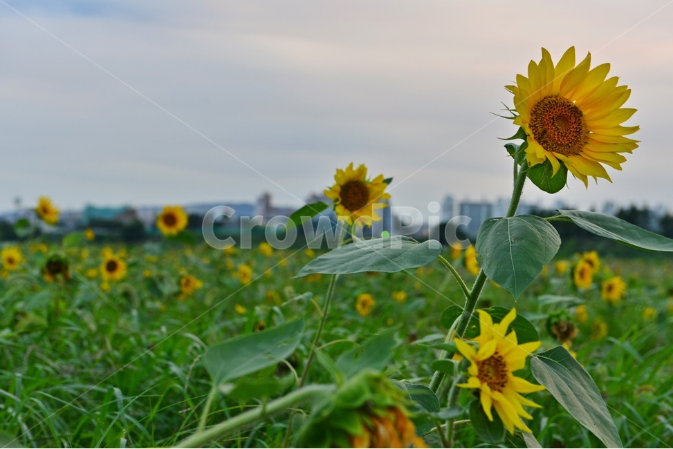 plant,식물,blossom,sunflower,해바라기,flower,꽃,여름,계절,노랑색,노랑,식물,자연,plants,nature,꽃,flower
