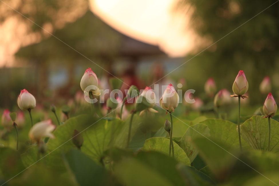 부산,삼락공원,노을,연꽃,꽃,정자,수련,자연,풍경,nature,landscape,식물,plants,꽃,flower,plant,blossom