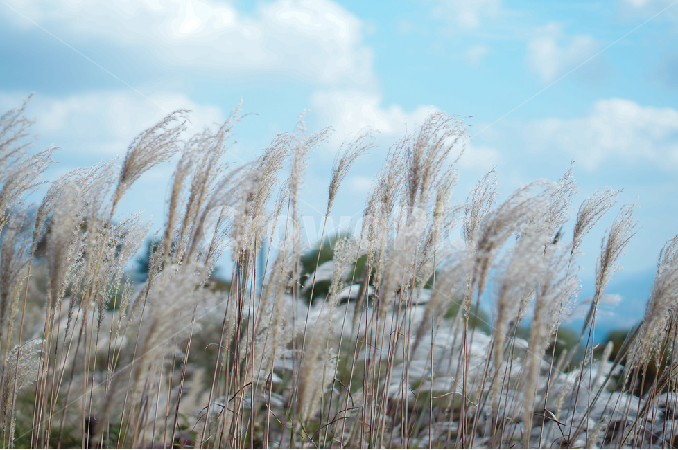 억새,하늘,풍경,가을,햇빛,가을,계절,fall,autumn,season,식물,자연,plants,nature,grass,잔디,plant
