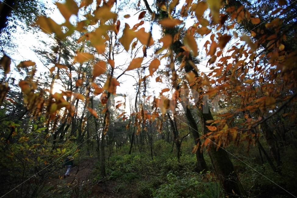 단풍,풍경,가을,여행,단풍나무,가을,계절,fall,autumn,season,식물,자연,plants,nature,나무,trees,wood,tree,plant,leaf,잎,tree trunk,나무 줄기