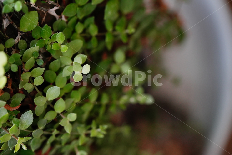 녹색,자연,생물,그린,green,plant,식물,leaf,잎,식물,자연,plants,nature
