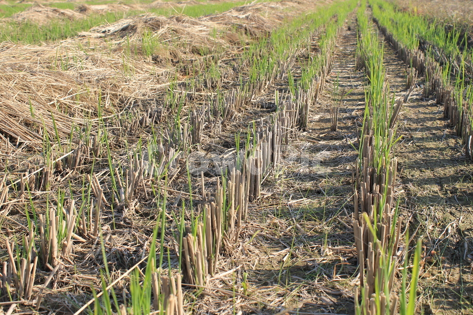 논,ricefield,ricepaddy,새순,newlife,벼,가을논,가을,계절,fall,autumn,season,농업,농사,agriculture,farming,farming industry,ground,바닥,soil,흙