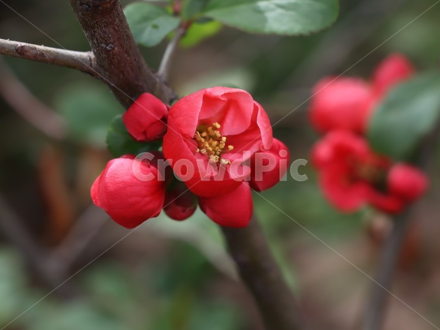 동백꽃,붉은꽃,봄꽃,봄,개화,식물,자연,plants,nature,꽃,flower