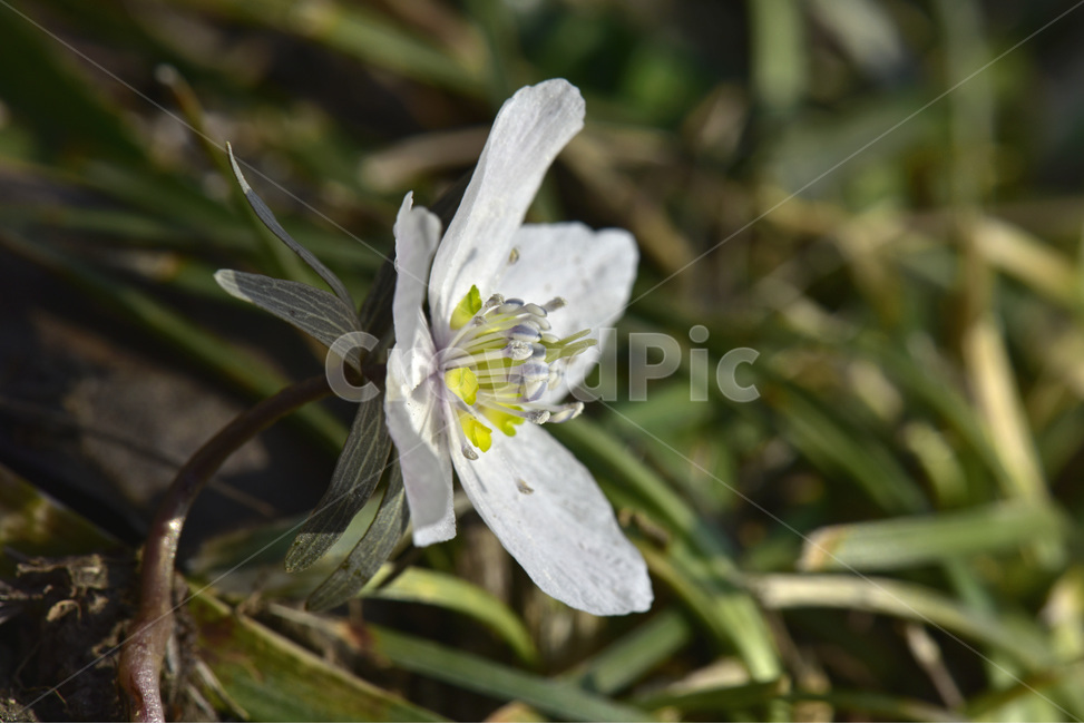 바람꽃,야생화,들꽃,이른봄,흰색,식물,자연,plants,nature,꽃,flower