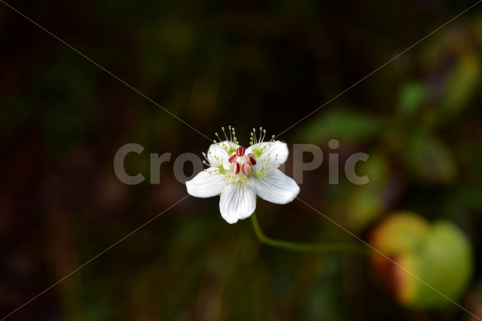 물매화,립스틱물매화,가을,야생화,강원도,꽃,식물,식생,자연,생태,식물,자연,plants,nature,꽃,flower