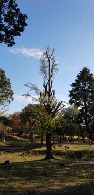 자연,숲,야생,맑은날,나무,자연,풍경,nature,landscape,tree,plant,식물