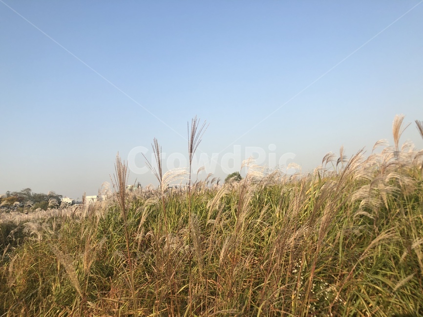 갈대,갈대밭,자연,풍경,가을,nature,fall,계절,가을,계절,fall,autumn,season,자연,풍경,nature,landscape,grass,잔디,plant,식물,lawn