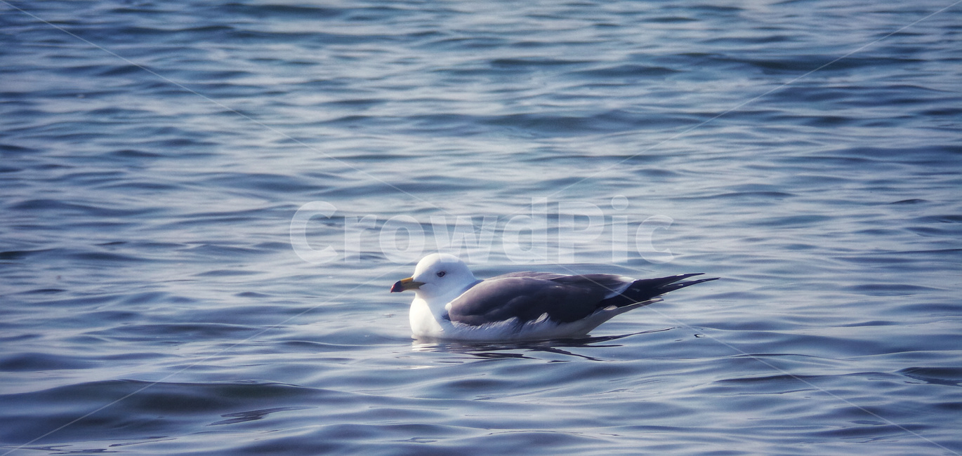 갈매기,바다,조류,물결,sea,seagull,bird,새,animal,동물