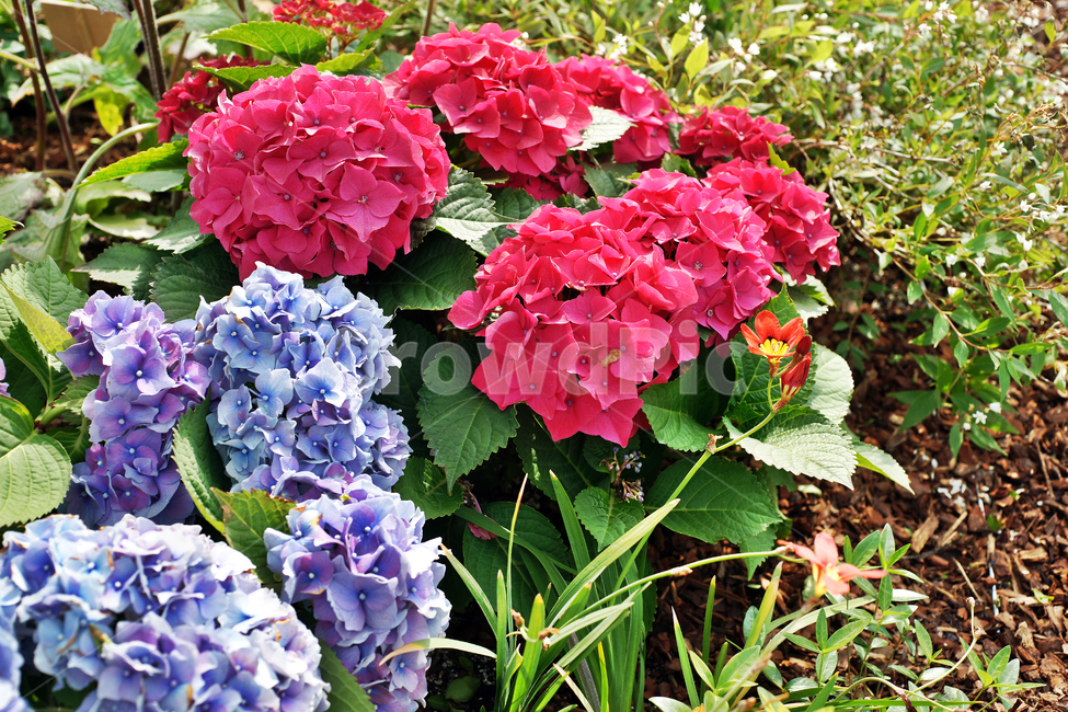 수국,속씨식물,식물,꽃,관상용,보라색,식물,자연,plants,nature,꽃,flower