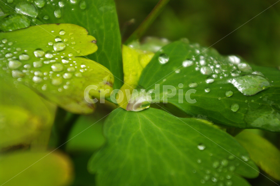 이슬,풀,잎,초록,식물,식물,자연,plants,nature