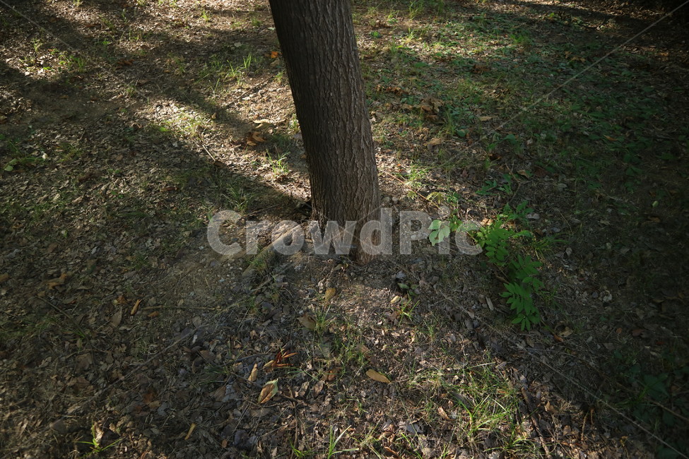 자연,나무,감성,고독,외로움,풍경,tree,alone,emotional,nature,자연,풍경,nature,landscape,ground,바닥,plant,식물,tree trunk,나무 줄기
