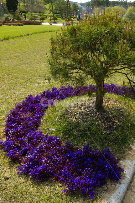 로벨리아,소나무,식물,flower,plants,nature,꽃,꽃밭,color,식물,자연,plants,nature,꽃,flower,나무,trees,wood