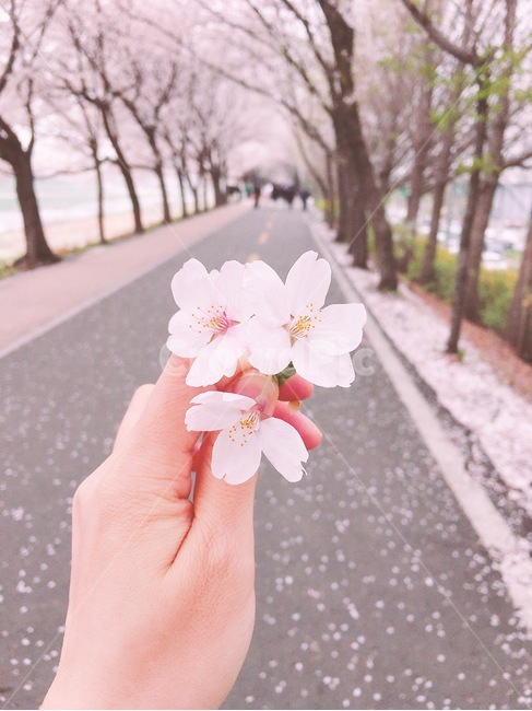 봄,벚꽃,벛꽃길,길,분홍,봄,계절,spring,season,꽃,flower,plant,식물