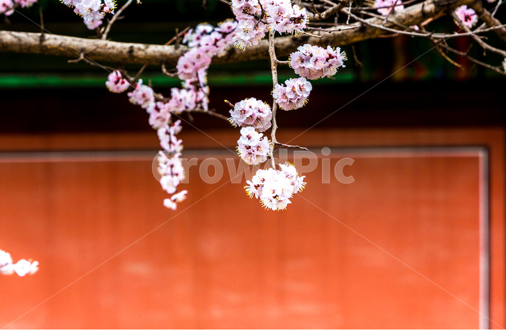 고궁,벚꽃,봄,꽃,문양,무늬,봄,계절,spring,season,한국전통,한국문화,korean traditional,korean culture,식물,자연,plants,nature,꽃,flower,plant,blossom