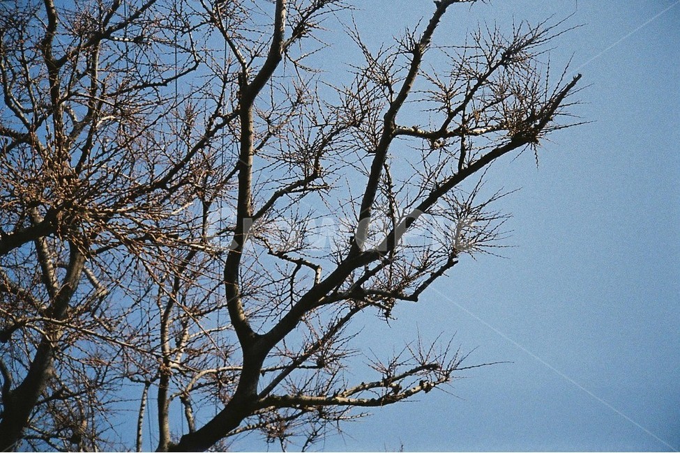 나무,겨울,가을,하늘,쓸쓸함,겨울,계절,winter,season,식물,자연,plants,nature,나무,trees,wood